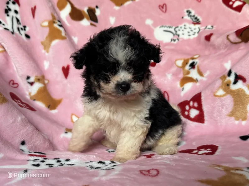 🩷 TINY Maltipoo 🩷 – Maltipoo, Shihpoo puppy for sale in Garden Grove, CA