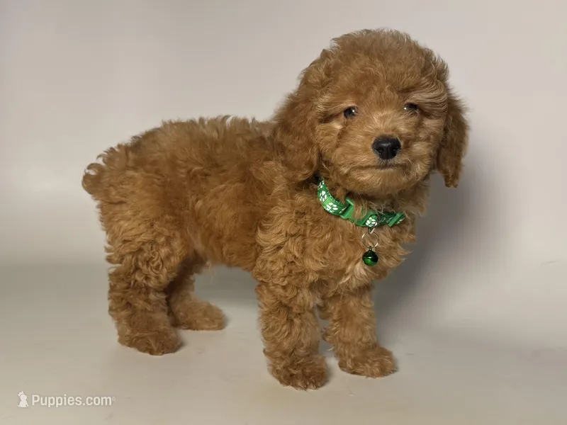Teddy Bear Poodle 🧸 