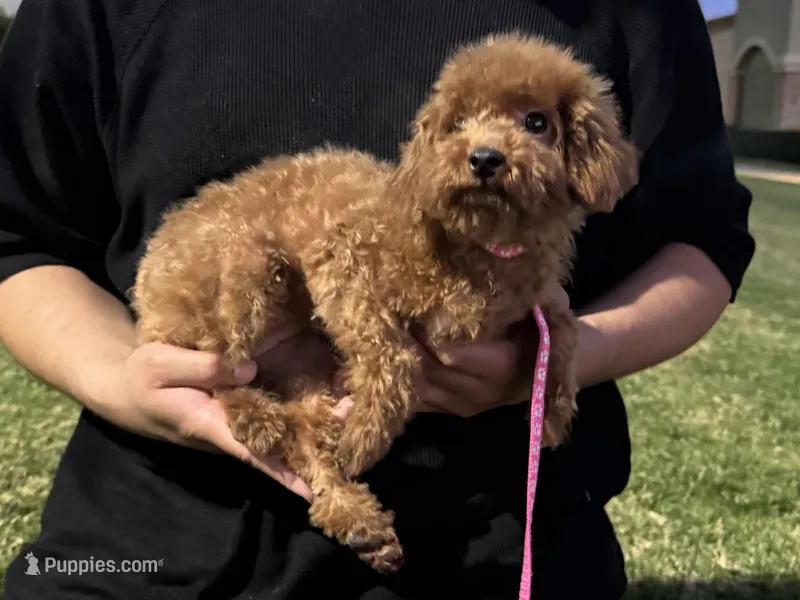 PUREBRED Poodle Female  – Poodle - Toy , Poodle - Miniature  puppy for sale in Garden Grove, CA