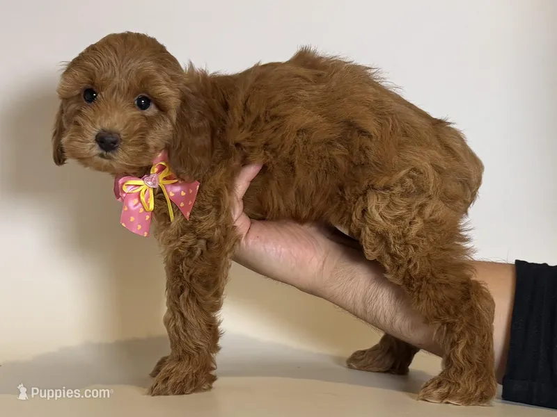 TeddyBear GoldenDoodle 🤎, a female Goldendoodle and Miniature Goldendoodle for sale in Garden Grove, CA – Photo 1 of 1