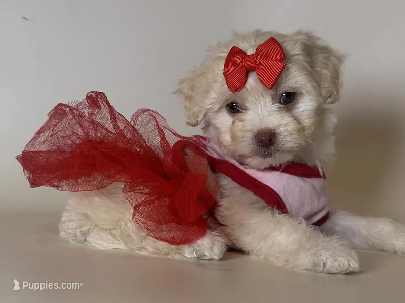 🎀Babydoll Maltipoo🎀 – Maltipoo, Poodle - Toy  puppy for sale in Garden Grove, CA