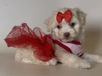 🎀Babydoll Maltipoo🎀, a female Maltipoo and Poodle - Toy  for sale in Garden Grove, CA – 1 of 1