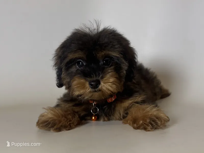 Yorkie Mix Puppy – Yorkipoo, Mal Shi puppy for sale in Garden Grove, CA