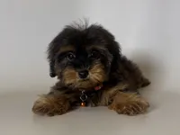 Yorkie Mix Puppy, a male Yorkipoo and Mal Shi for sale in Garden Grove, CA – 1 of 1
