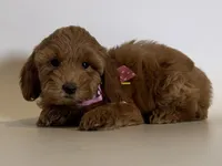 TeddyBear Doodle 🐻🤎, a female Goldendoodle and Miniature Goldendoodle for sale in Garden Grove, CA – 1 of 1