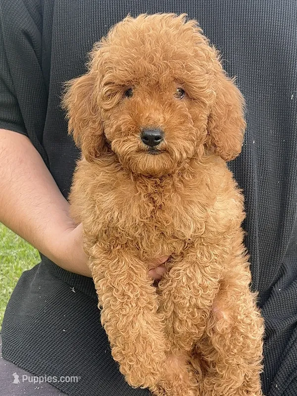 Red Mini Goldendoodle , a male Poodle - Miniature  and Miniature Goldendoodle for sale in Garden Grove, CA – 1 of 2