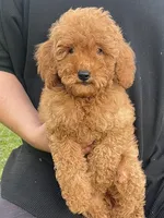 Red Mini Goldendoodle , a male Poodle - Miniature  and Miniature Goldendoodle for sale in Garden Grove, CA – 1 of 2