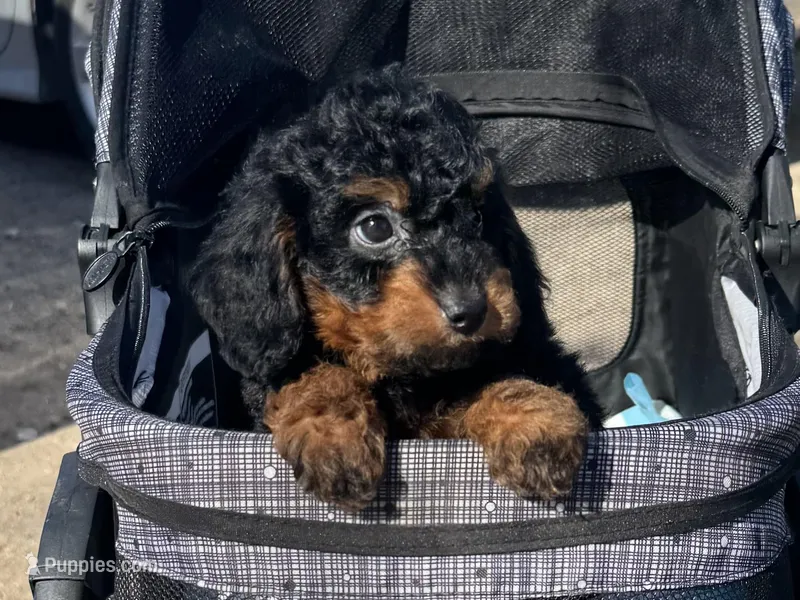 Mini Bernedoodle 