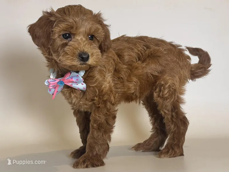 Dark Red Goldendoodle  – Goldendoodle, Miniature Goldendoodle puppy for sale in Garden Grove, CA