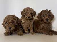 PERFECT Red Toy Poodle 😱🧸, a female Poodle - Toy  for sale in Garden Grove, CA – 2 of 2