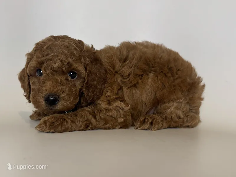 TEDDY 💚 – Poodle - Toy  puppy for sale in Garden Grove, CA