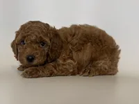 TEDDY 💚, a male Poodle - Toy  for sale in Garden Grove, CA – 1 of 2