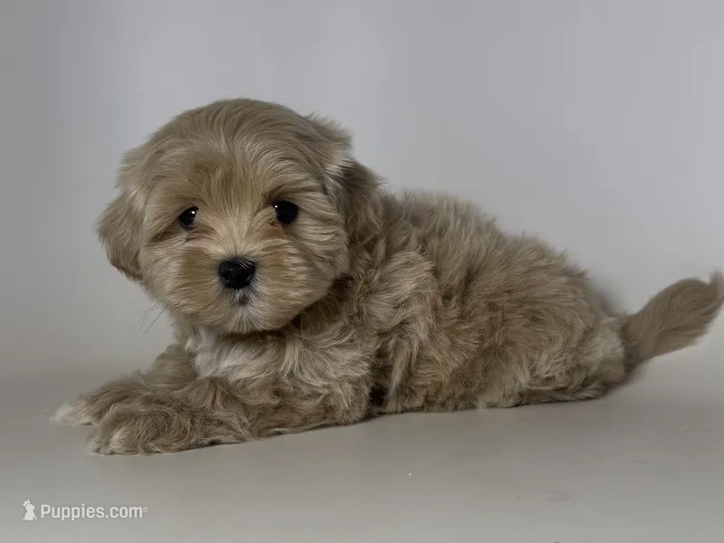 🤎 Chunky Teddy 🤎 – Maltipoo, Poodle - Toy  puppy for sale in Garden Grove, CA