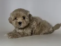 🤎 Chunky Teddy 🤎, a male Maltipoo and Poodle - Toy  for sale in Garden Grove, CA – 1 of 1