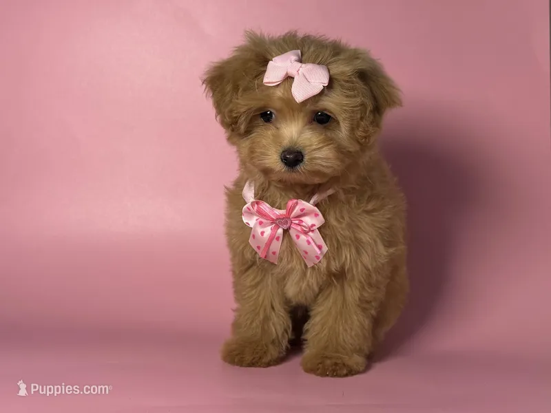 T-CUP Maltipoo