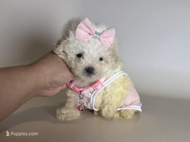Baby Maltipoo 🩷 – Maltipoo, Poodle - Toy  puppy for sale in Garden Grove, CA
