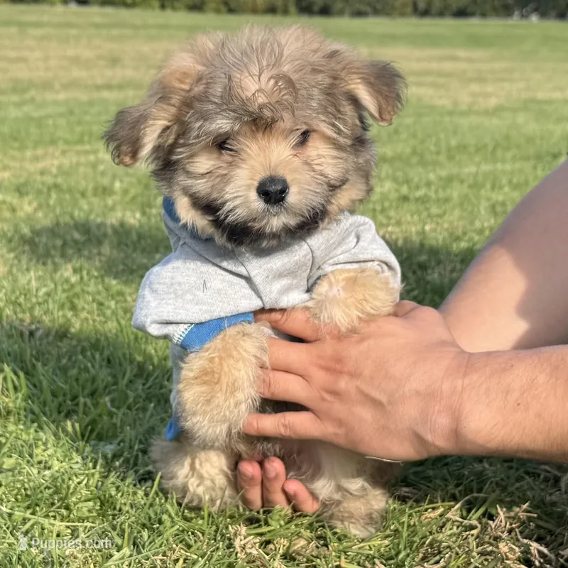 Bear Face Puppy, a male Maltipoo and Shihpoo for sale in Garden Grove, CA – Photo 1 of 1