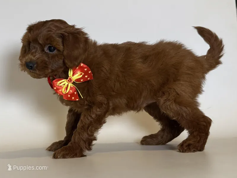 XS Mini Goldendoodle , a male Goldendoodle and Miniature Goldendoodle for sale in Garden Grove, CA – Photo 1 of 1