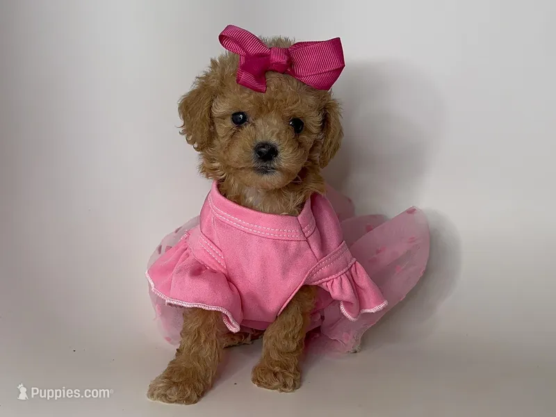 Apricot Malti-Poo 🩷 – Maltipoo, Poodle - Toy  puppy for sale in Garden Grove, CA