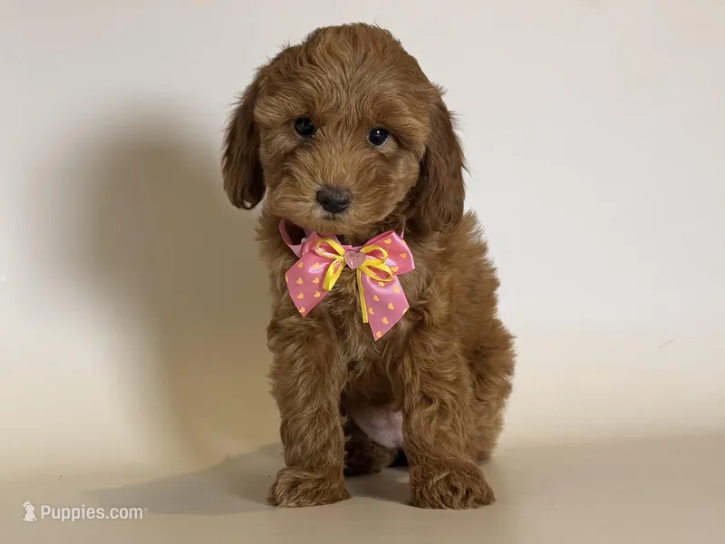 Red GoldenDoodle Pup  – Goldendoodle, Miniature Goldendoodle puppy for sale in Garden Grove, CA
