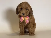 Red GoldenDoodle Pup , a female Goldendoodle and Miniature Goldendoodle for sale in Garden Grove, CA – 1 of 1