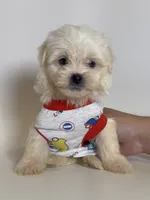 Male XS Maltipoo , a male Maltipoo and Poodle - Toy  for sale in Garden Grove, CA – 2 of 2