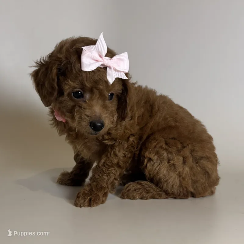 ❤️Cute Toy Poodle ❤️ – Poodle - Toy , Poodle - Miniature  puppy for sale in Garden Grove, CA