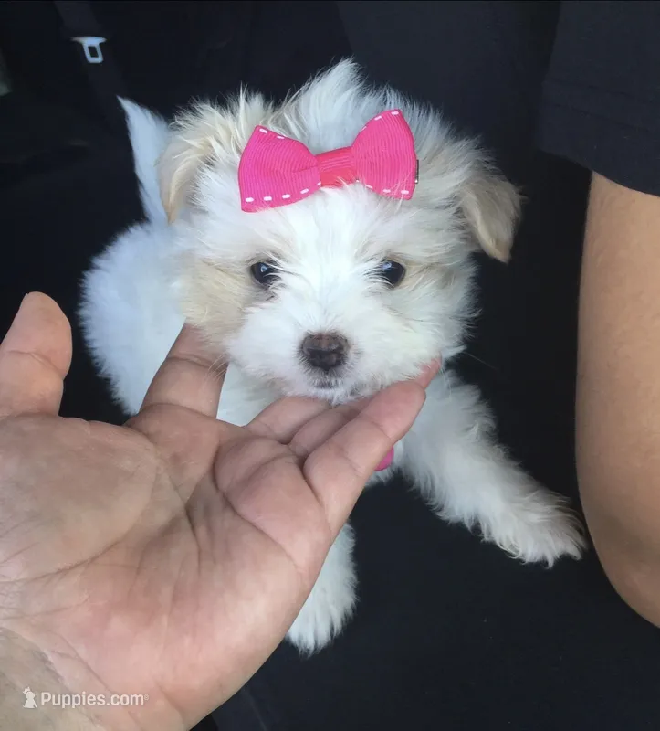 Maltese TEACUP!  – Maltipoo, Maltese puppy for sale in Garden Grove, CA