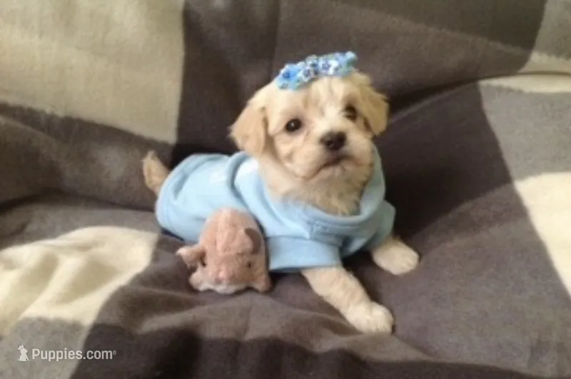 Male TEACUP Puppy  – Maltipoo, Maltese puppy for sale in Garden Grove, CA