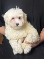 White Maltese Mix 🩵, a male Maltipoo and Poodle - Toy  for sale in Garden Grove, CA – 1 of 1