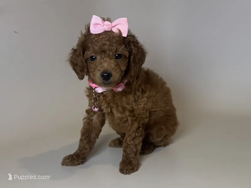 Female Toy Poodle – Poodle - Toy  puppy for sale in Garden Grove, CA