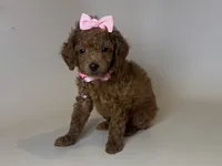 Female Toy Poodle, a female Poodle - Toy  for sale in Garden Grove, CA – 1 of 2