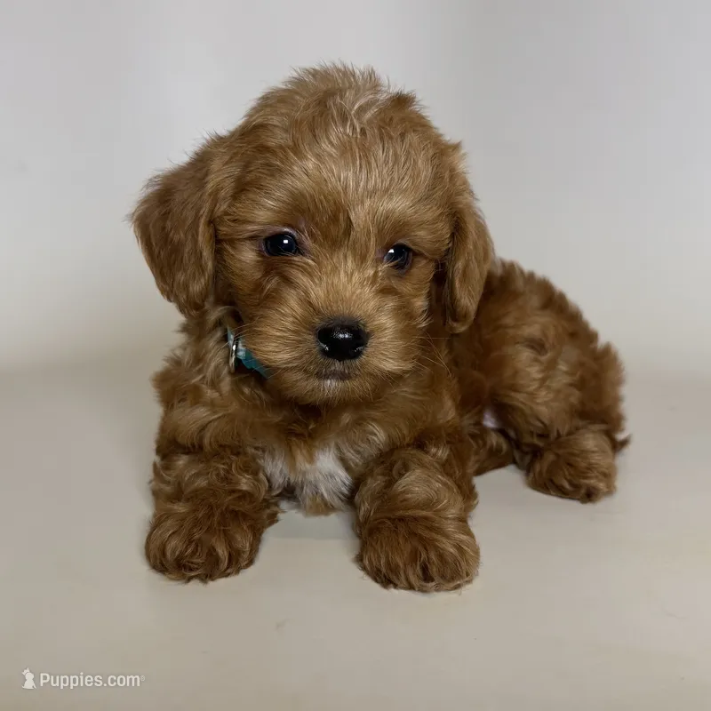 Red Maltipoo ❤️ – Maltipoo puppy for sale in Garden Grove, CA