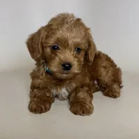 Red Maltipoo ❤️, a male Maltipoo for sale in Garden Grove, CA – 1 of 2