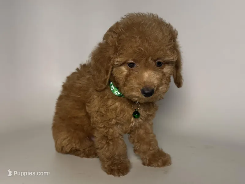 PUREBRED Poodle 💙