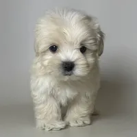 TCUP Teddy Bear Face , a male Maltipoo and Poodle - Toy  for sale in Garden Grove, CA – 1 of 1
