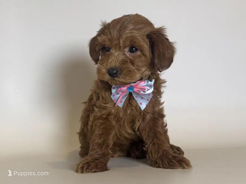 Micro GoldenDoodle 🐾 – Goldendoodle, Miniature Goldendoodle puppy for sale in Garden Grove, CA