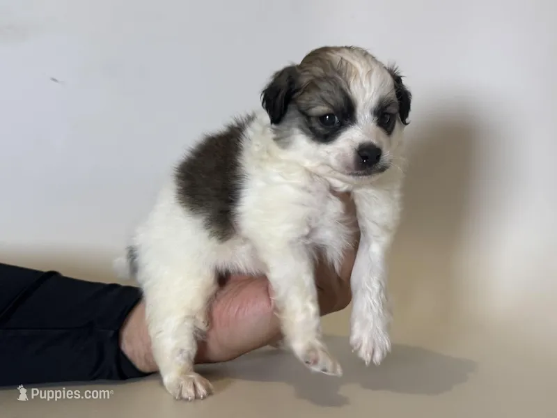 PERFECT Puppy 🐶❤️ – Maltipoo, Shihpoo puppy for sale in Garden Grove, CA