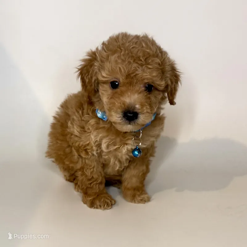 Maltipoo Puppy