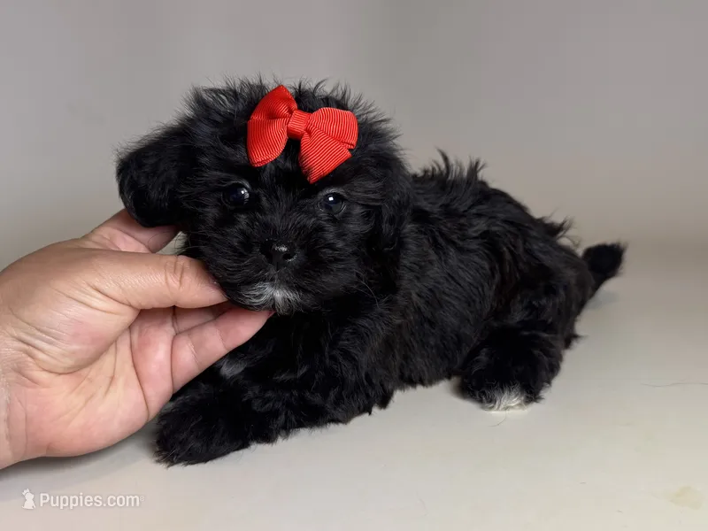 Black TEACUP Maltipoo  – Maltipoo, Shihpoo puppy for sale in Garden Grove, CA
