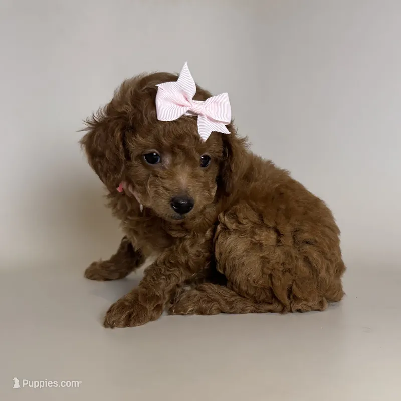 TeddyBear TOY Poodle 🐶  – Poodle - Toy , Poodle - Miniature  puppy for sale in Garden Grove, CA