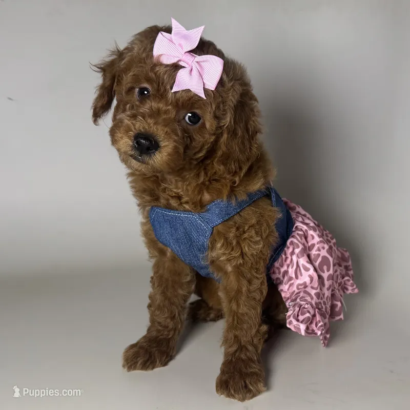 PERRRFECT Toy Poodle 🐩  – Poodle - Toy  puppy for sale in Garden Grove, CA