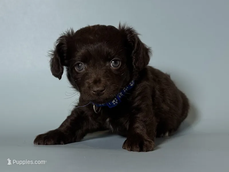 Mini Winnie Mix 🌭🐶 – Maltipoo, Chiweenie puppy for sale in Garden Grove, CA