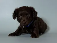 Mini Winnie Mix 🌭🐶, a male Maltipoo and Chiweenie for sale in Garden Grove, CA – 1 of 1