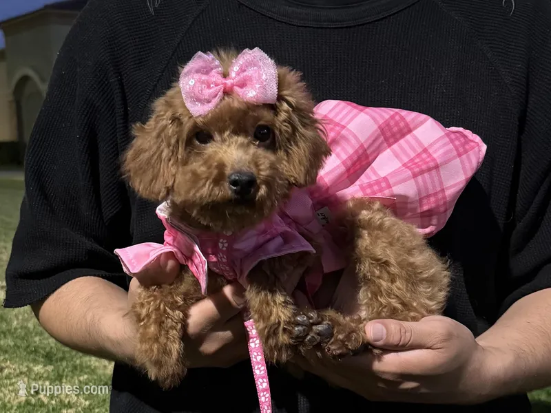 🎀 Perfect Poodle 🎀 – Poodle - Toy , Poodle - Miniature  puppy for sale in Garden Grove, CA