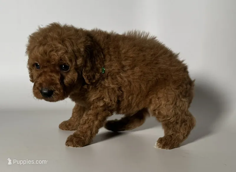 Dark Red Goldendoodle  – Goldendoodle, Miniature Goldendoodle puppy for sale in Garden Grove, CA