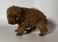 Dark Red Goldendoodle , a male Goldendoodle and Miniature Goldendoodle for sale in Garden Grove, CA – 1 of 1