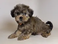 XS Male Yorkipoo , a male Yorkipoo and Mal Shi for sale in Garden Grove, CA – 2 of 2