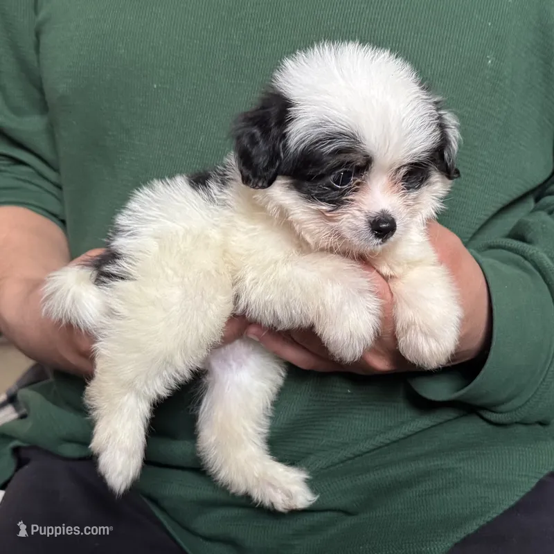 XS Teacup 🐶 – Maltipoo, Shihpoo puppy for sale in Garden Grove, CA