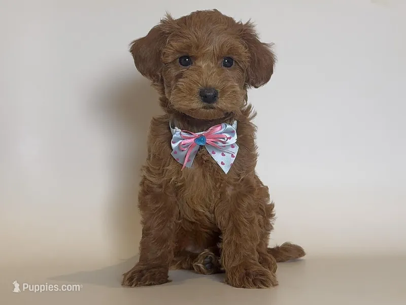 Teddy Bear Doodle 🧸  – Poodle - Toy , Miniature Goldendoodle puppy for sale in Garden Grove, CA